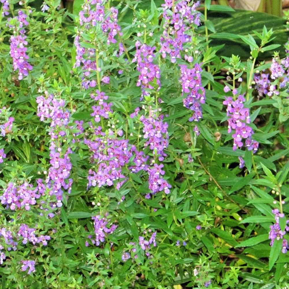 Meet your Posher, Monica